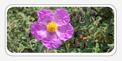 Cistus